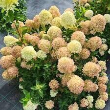 Гортензия метельчатая Hydrangea paniculata "Cotton Cream" C2/3