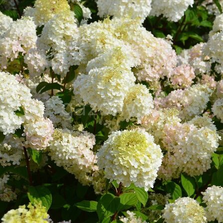 Гортензия метельчатая Hydrangea paniculata "Diamantino ren101" C2/3
