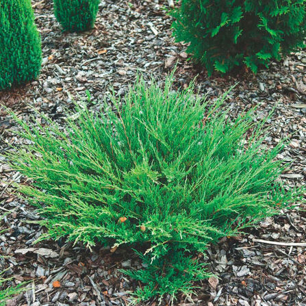Можжевельник горизонтальный Juniperus horizontalis "Andorra Compacta" C3