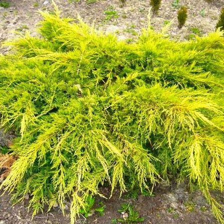 Можжевельник средний Juniperus media "Old Gold" С2