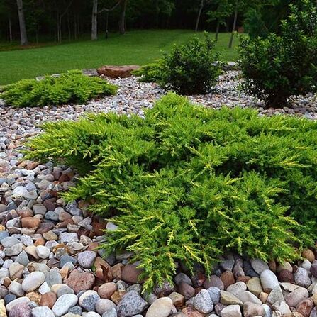 Можжевельник обыкновенный Juniperus communis "Green Carpet" С3