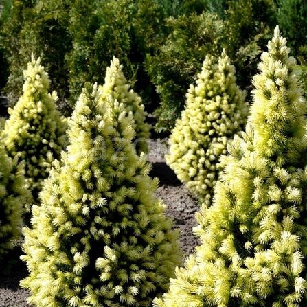 Ель канадская Picea glauca "Daisy's White" С7,5