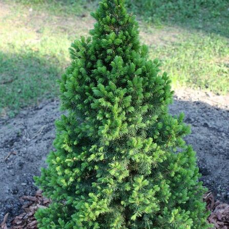 Ель канадская Picea glauca "December" С 7,5