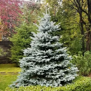Ель колючая Picea pungens "Fat Albert" h=120-140