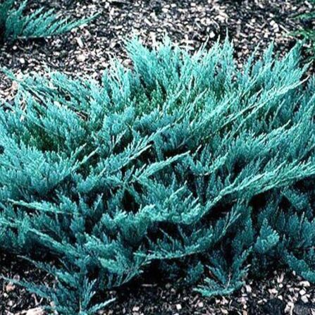 Можжевельник горизонтальный Блю чип (Juniperus horizontalis 'Blue Chip')