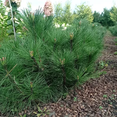 Сосна горная Мугус С3 (Pinus Mugo Mughus)