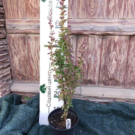 Барбарис Тунберга Ред Рокет (Berberis thunbergii Red Rocket)