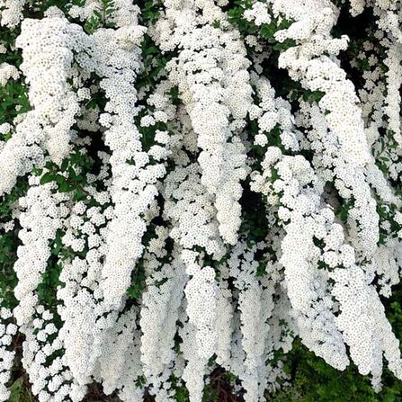 Спирея ниппонская Сноумаунд (Spiraea nipponica Snowmound)