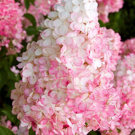 Гортензия метельчатая Ванила Фрайз С2/3 (Hydrangea paniculata "Vanille Fraise")