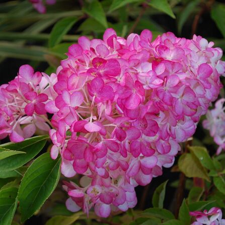 Гортензия метельчатая Сандей фрайз С2/3 (Hydrangea paniculata Sundae Fraise)