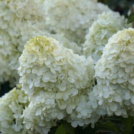 Гортензия метельчатая Полярный медведь С2/3 (Hydrangea paniculata Polar Bear)
