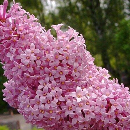 Сирень венгерская (Syringa josikaea)