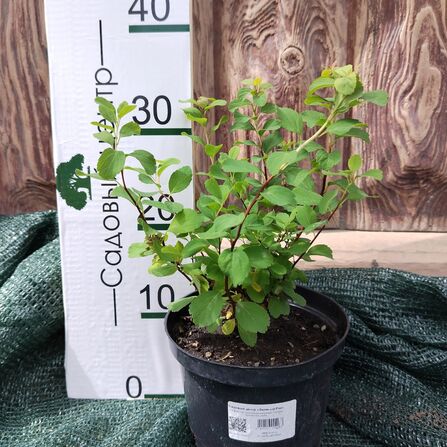 Спирея Тор Голд (березолистная) Tor Gold Spiraea betulifolia