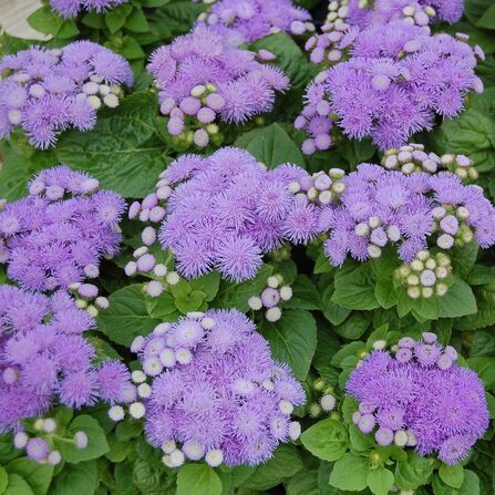 Агератум Хоустона (Aloha blue)