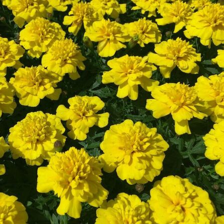 Бархатцы отклоненные желтые "Bonanza Yellow"