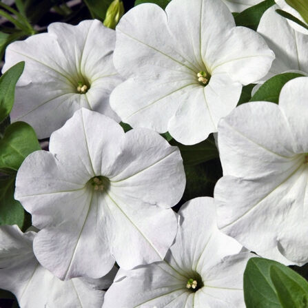 Петуния крупноцветковая белая "White"