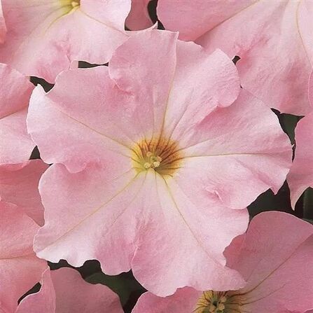 Петуния крупноцветковая Бледно-розовая "Dreams Appleblossom"