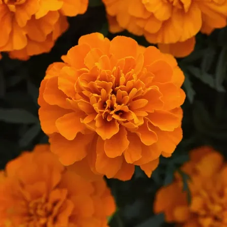 Бархатцы отклоненные оранжевые "Bonanza Deep Orange"