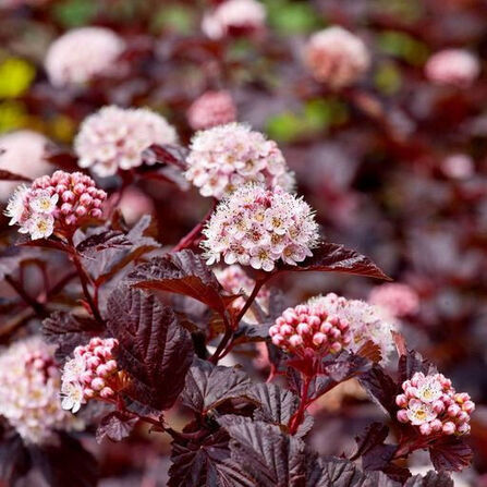 Пузыреплодник калинолистный Диабло неукорененный (Physocarpus opulifolius Diabolo)