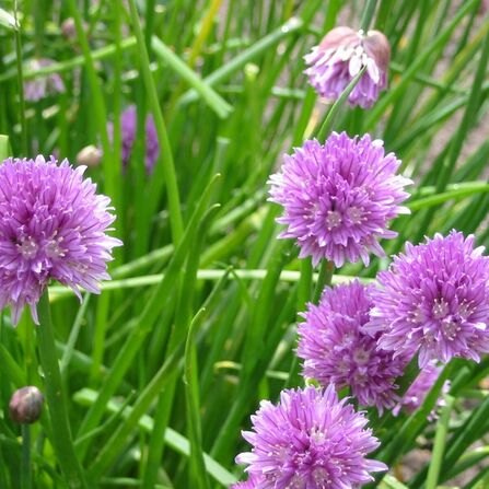 Лук-шнитт сибирский (Резун) P9 (Allium schoenoprasum var. Sibiricum)