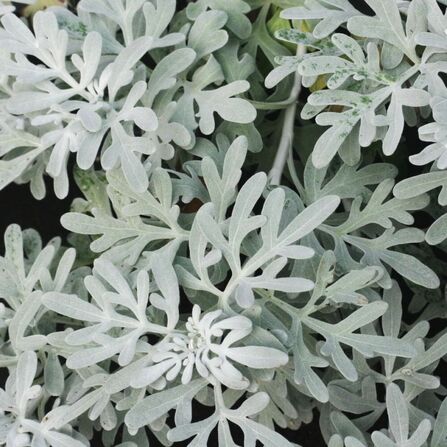 Полынь Стеллера P9 (ARTEMISIA STELLERIAN)