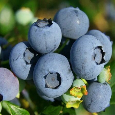 Голубика Торо (сред) Vaccinium Toro