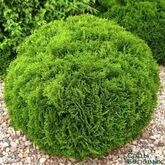 Туя западная Даника (Thuja occidentalis Danica) С10