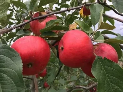 Яблоня "Ред Ранний" ОКС