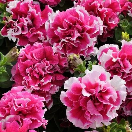 Петуния махровая крупноцветковая "Pirouette Rose" Розовая с белой окантовкой