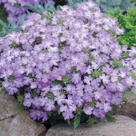 Вербена гибридная "Tuscany Lavander Picotee"