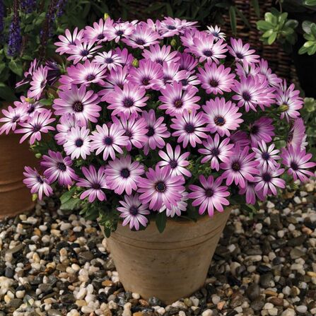 Остеоспермум гибридный "Asti Purple Bicolor"